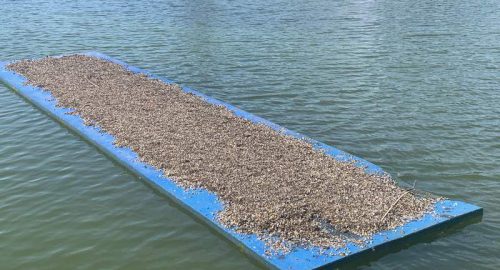 Zebra Mussels Lake LBJ