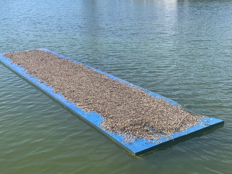 Zebra Mussels Lake LBJ